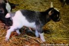 PANCAKE des Tourelles - chevreau miniature