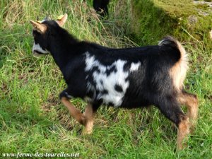 LORELIA des Tourelles - chèvre miniature