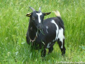 FLORALINE - chèvre mini-naine
