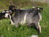 DIVINE - chèvre miniature des Tourelles