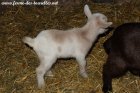 PUZZLE des Tourelles - chevreau miniature