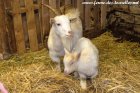 JACOTTE et son fils NIABAN - chèvres miniatures des Tourelles