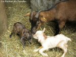Mise bas de AMBRE - chèvre naine