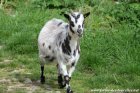 SCARLETTE - chèvre naine des Tourelles