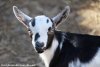 NEVA des Tourelles - chevrette miniature aux yeux bleus
