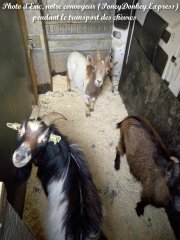 Mini-chèvres d'Elise le 10-04-18