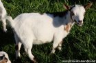MADDIE des Tourelles - chèvre miniature aux yeux bleus