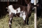 NAELYS des Tourelles - chèvre miniature