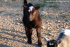 NAOMIE des Tourelles - chèvre miniature
