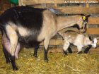 JASMINE et sa mère DECIBELLE - chèvres Alpines