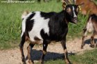 FANCY - chèvre miniature des Tourelles