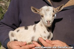 BOBBY des Tourelles - chevreau miniature