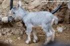 SILVER des Tourelles - chevreau miniature sundgau aux yeux bleus