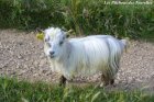 HERMIONE de l'Ecureuil - chèvre extra-toy à poils longs des Tourelles