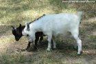 LATINA des Tourelles - chèvre (extra)-toy