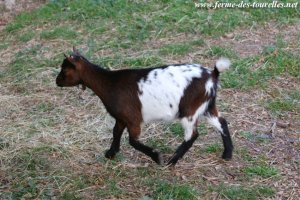 LAVINIA - chèvre miniature des Tourelles