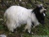 ELVIS - bouc miniature à poils longs des Tourelles