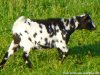INOUÏE - chèvre miniature dalmatienne