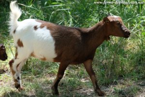 LAMARA des Tourelles - chèvre miniature motte