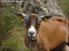 CAHOUETTE - chèvre Alpine