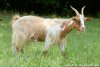 MAGESTINE - chèvre (semi)-miniature à poils longs des Tourelles