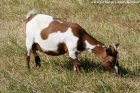 PRALINE - chèvre extra-naine des Tourelles