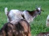IBIZA - chèvre naine des Tourelles