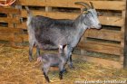 ORENA des Tourelles avec sa maman LAÏCA - chèvres miniatures