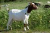 LENNA - chèvre semi-miniature des Tourelles