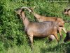 BELISSA des Tourelles - chèvre Alpine chamoisée