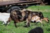 LARA - chèvre semi-naine motte des Tourelles