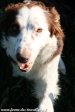 LIXIE - chienne Border Collie non LOF des Tourelles