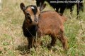 Naissances chèvres miniatures à la Ferme des Tourelles - 2020