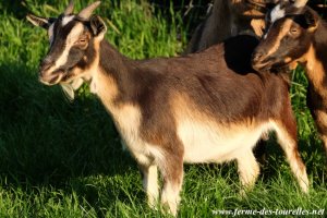JUSTINE - chèvre miniature des Tourelles