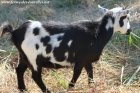 LORELEI des Tourelles - chèvre miniature / extra-naine