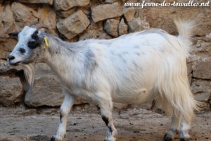 JOHANNA - chèvre miniature des Tourelles