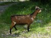 FIDJI - chèvre miniature des Tourelles