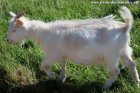 MARGARITA des Tourelles - chèvre miniature aux yeux bleus