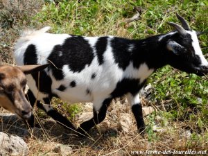 JOELINE des Tourelles - chèvre extra-naine
