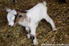 PETSY des Tourelles - chevrette miniature