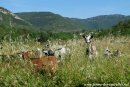 Blog sur le pastoralisme de nos chèvres miniatures - printemps / été 2016 - Ferme des Tourelles