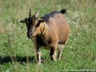 CHIPIE - chèvre extra-naine des Tourelles