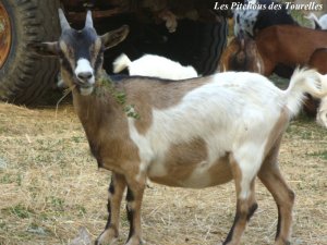 FAUVETTE - chèvre miniature des Tourelles