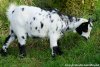 JOY - chèvre (semi)-miniature des Tourelles