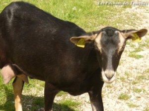 CANDY - chèvre Alpine