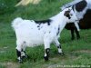 JORA des Tourelles - chèvre miniature