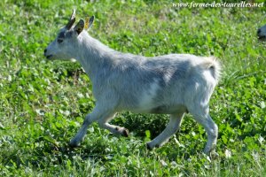 HINES de l'Ilot Zanimo - chèvre miniature / extra-naine des Tourelles