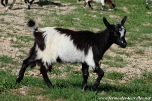 LAETITIA des Tourelles - chèvre miniature à poils longs
