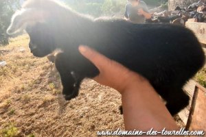 ADIBOU des Tourelles - chevreau miniature