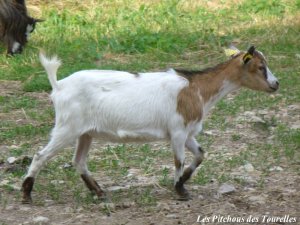 GRIOTTE - chèvre toy des Tourelles